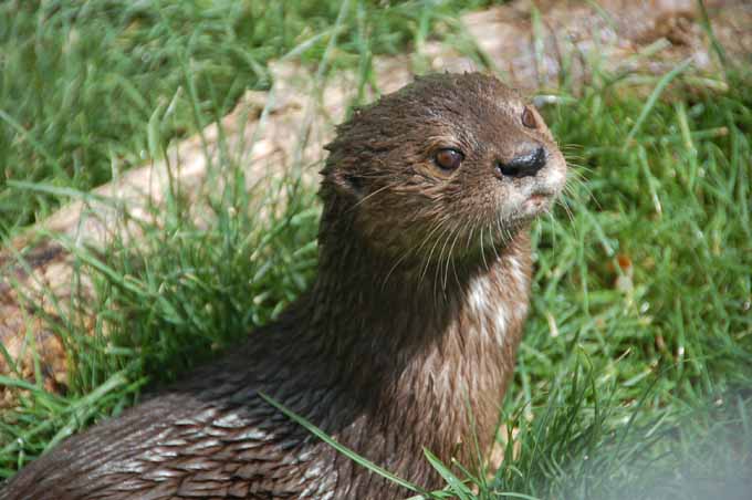baby otter